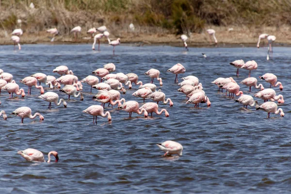 Flamingo - Namibie — Stock fotografie