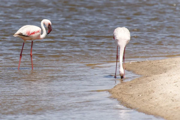 Flamingo - Namibya — Stok fotoğraf