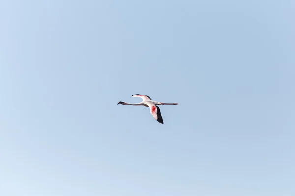 Plameňáků létání - Namibie — Stock fotografie