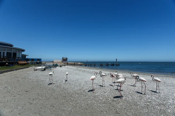 Flamingo - Namibia — Stock Photo, Image