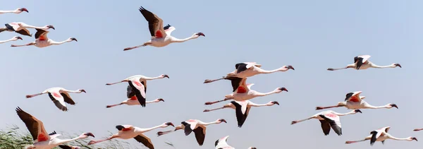 Flamingo uçan - Namibya — Stok fotoğraf