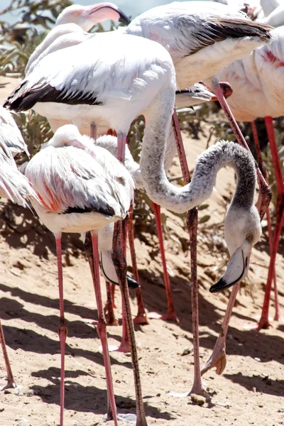 Flamingo - Namíbia — Fotografia de Stock