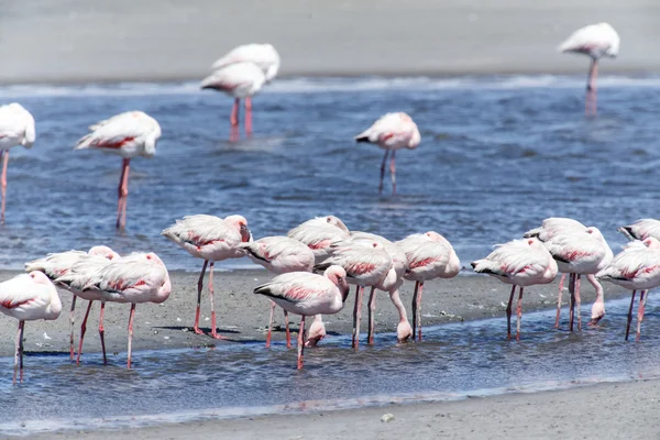 Flamingo - Namibia — Stock Photo, Image