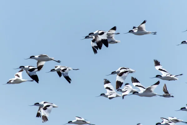 Avocetta pied, namibia — Foto Stock