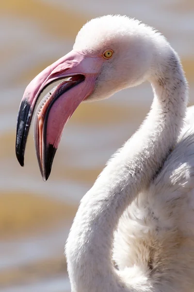 Flamingo - Namíbia — Fotografia de Stock