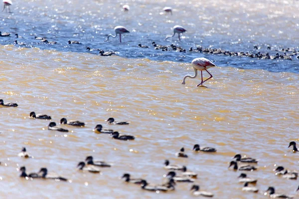 Flamant rose - Namibie — Photo