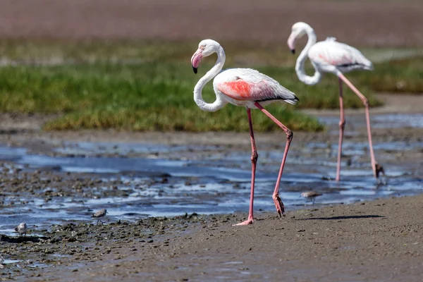 Flamingo - Namibia — Stock Photo, Image