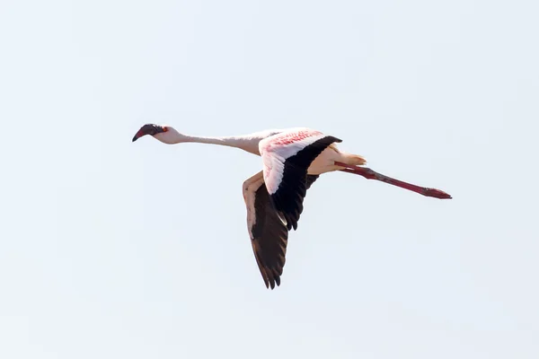 Flamingo uçan - Namibya — Stok fotoğraf