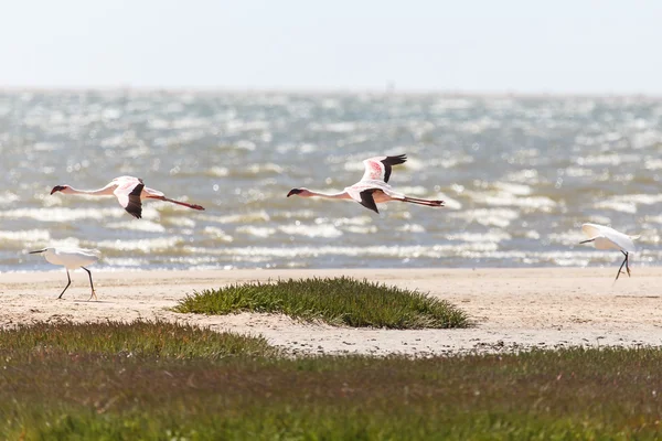 Flamingo uçan - Namibya — Stok fotoğraf