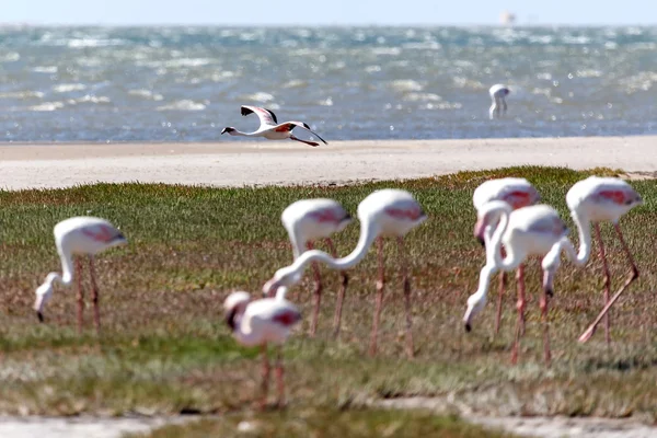 Flamingo vliegen - Namibië — Stockfoto