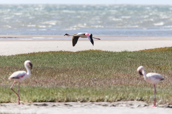 Flamingo vliegen - Namibië — Stockfoto