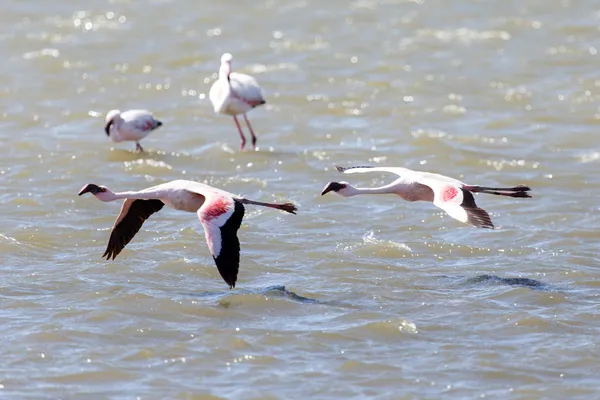Flamingo fliegen - namibia — Stockfoto