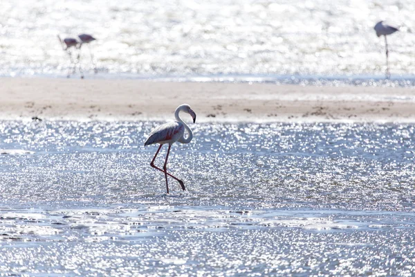 Flamingo - Namibia — Zdjęcie stockowe