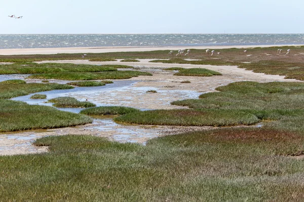 Ramsar gebied - Walvisbaai — Stockfoto