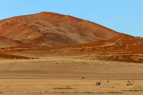 In sossusvlei, Namibya Afrika antilobu — Stok fotoğraf