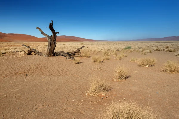 Dead Tree at Sossusvlei, Namibia — Stock Photo, Image