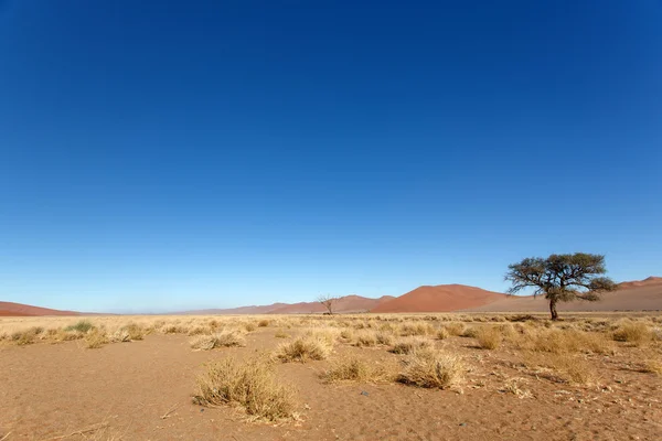 Sossusvlei, Namíbia — Fotografia de Stock