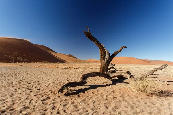 Zmarłe drzewo w susza, namibia — Zdjęcie stockowe