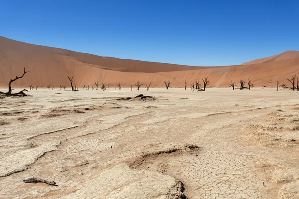 Dead vlei - susza, namibia — Zdjęcie stockowe