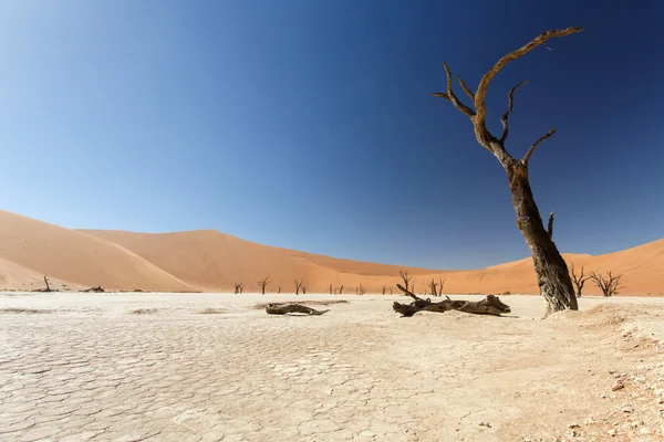 Dead vlei - susza, namibia — Zdjęcie stockowe