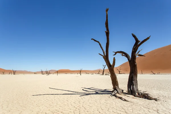 Döda vlei - sossusvlei, namibia — Stockfoto