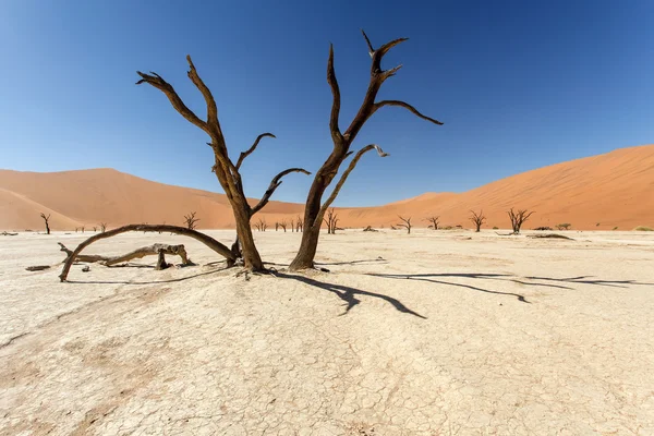 Dode Otomys - sossusvlei, Namibië — Stockfoto