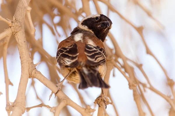Pájaro tejedor sociable macho, Namibia — Foto de Stock