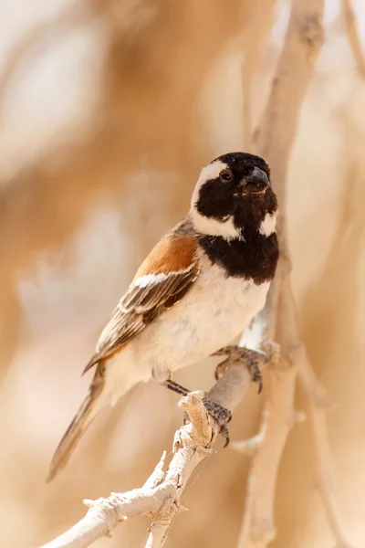 Pájaro tejedor sociable macho, Namibia — Foto de Stock