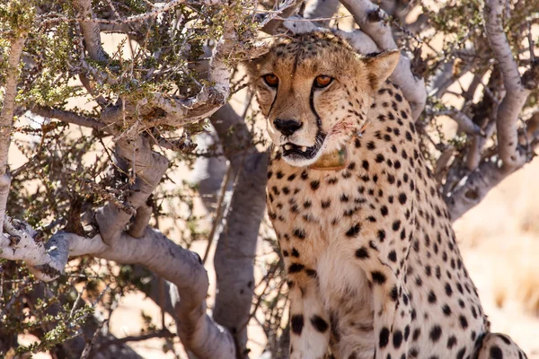 Cheetah in Sossusvlei, Namibia — Stock Photo, Image