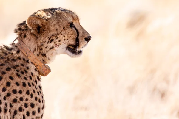 Gepard in sossusvlei, Namibia — Stockfoto