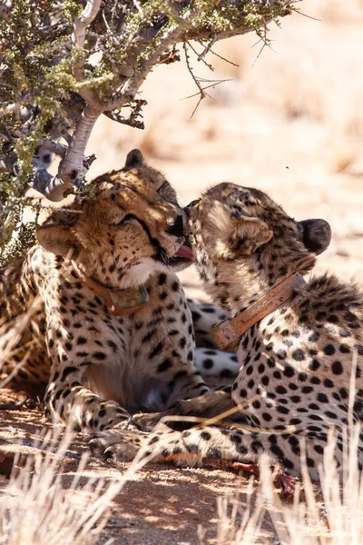 Cheetah Sossusvlei yalama — Stok fotoğraf