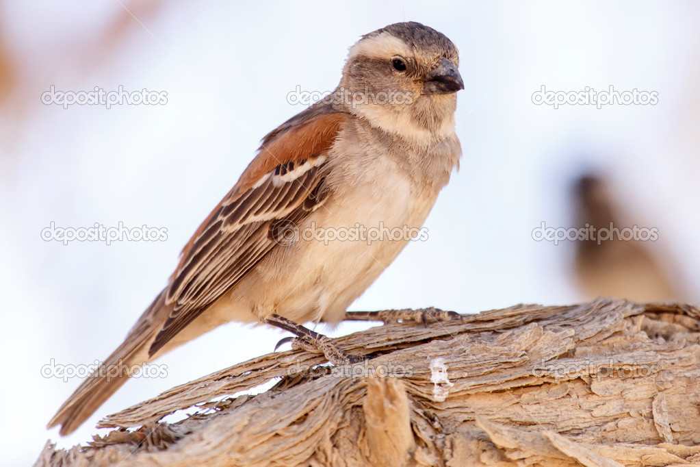 Female Sociable Weaver Bird, Namibia