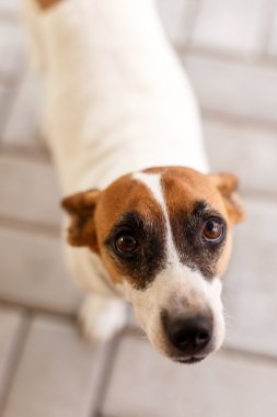 köpek katima mulio - Namibya
