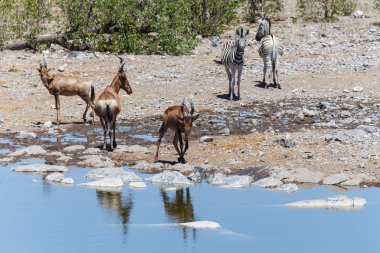 Zebra - etkin, Namibya