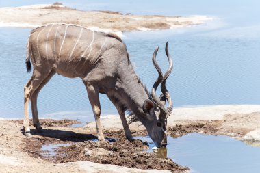 Kudu - etkin safari park Namibya