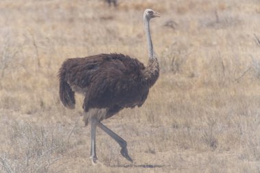 dişi deve kuşu - etkin safari park Namibya