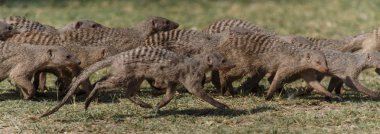 şeritli mongoose - etkin safari park Namibya