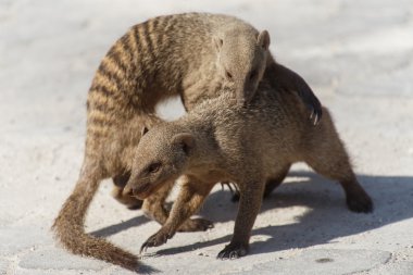 şeritli mongoose - etkin safari park Namibya