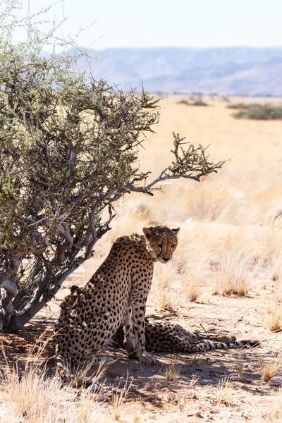 Cheetah in Sossusvlei, Namibië — Stockfoto