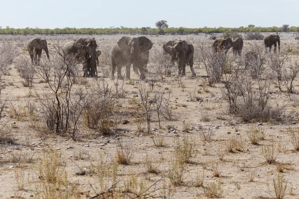 Slon - safari parku etosha v Namibii — Stock fotografie