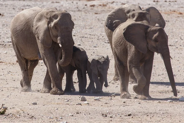 Young Elephant - Etosha Safari Park in Namibia — Stock Photo, Image