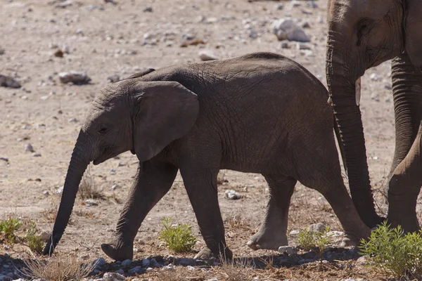 Genç fil - etkin safari park Namibya — Stok fotoğraf