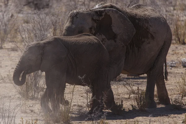 Genç fil - etkin safari park Namibya — Stok fotoğraf