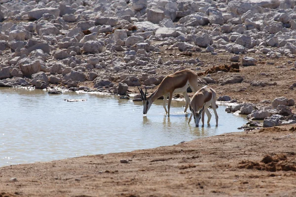 Springbok - parco di Etosha Safari in Namibia — Foto Stock