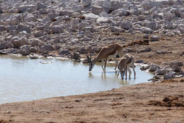 Springbok - Etosha Safari Park in Namibia — Stock Photo, Image