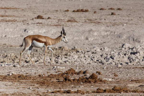 Springbok - Etosha Safari Park en Namibia — Foto de Stock