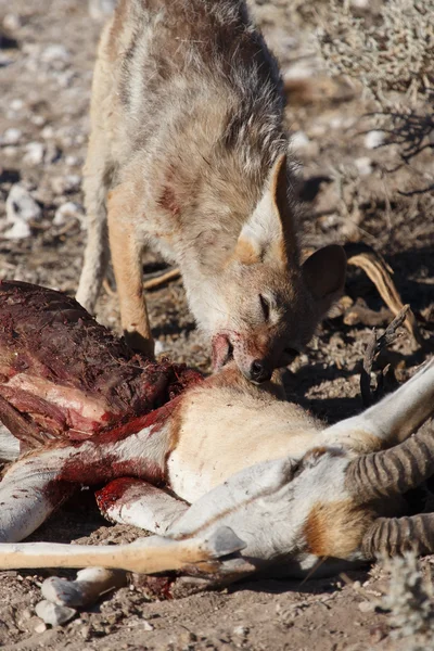 Jackal Eating Springbok — Stock Photo, Image