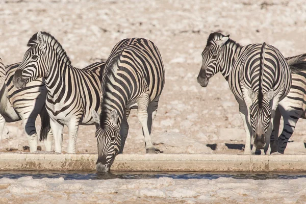 Ζέβρα - etosha, Ναμίμπια — Φωτογραφία Αρχείου