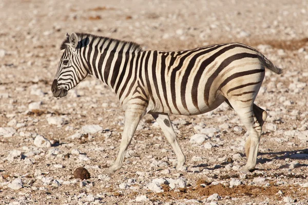 Zebra - etosha, Namibië — Stockfoto