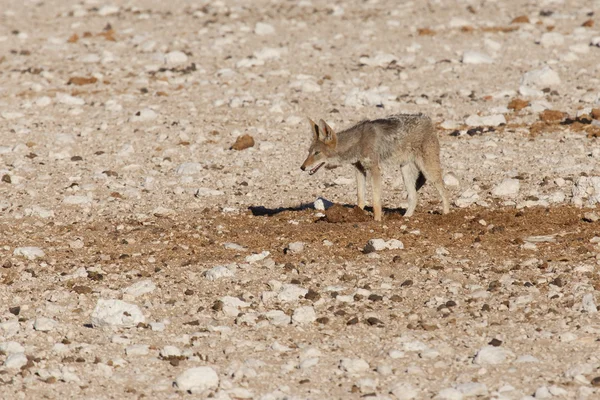 Jackal - etosha safari park in Namibië — Stockfoto